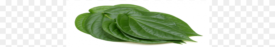 Betel Spinach, Leaf, Plant, Flower Free Png