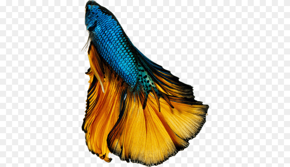 Betta Bettafish Bettasplendens Fish Blue Black Gold Fan, Animal, Sea Life, Adult, Female Free Png Download