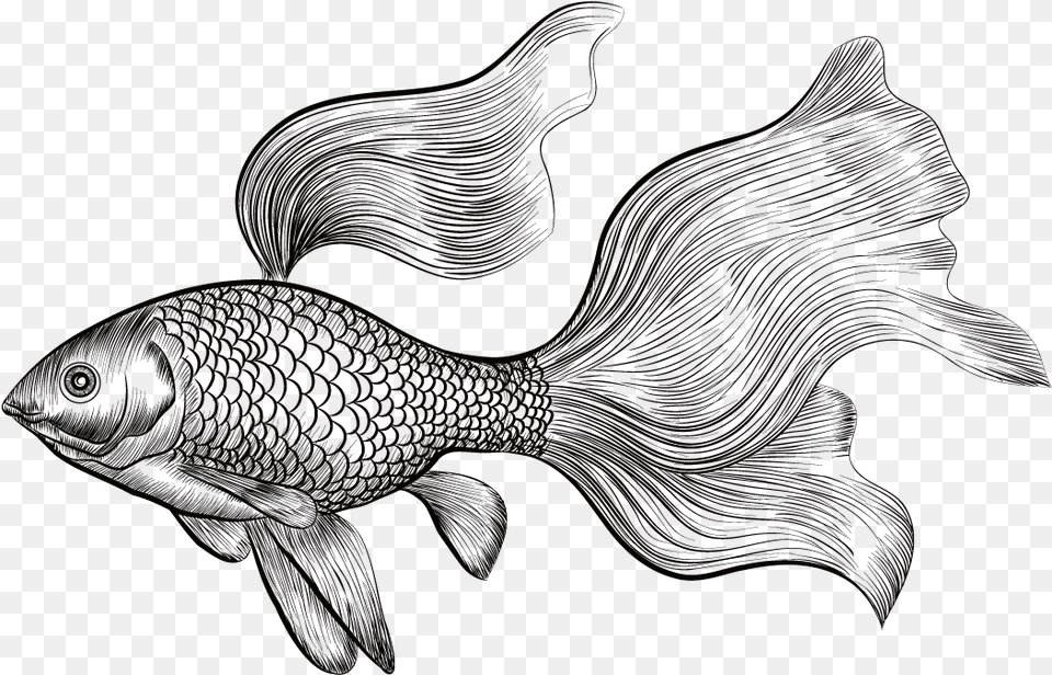 Betta Drawing At Getdrawings Engraved Illustration Gold Fish, Animal, Sea Life, Person Png Image