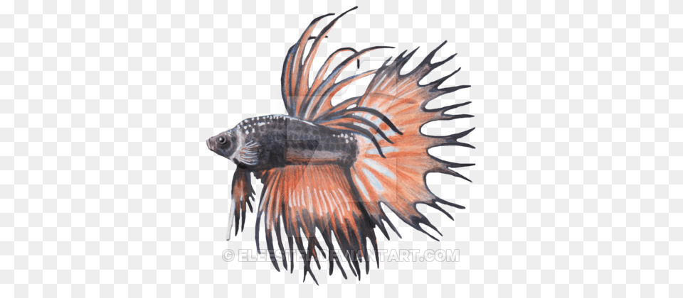Betta Fish, Animal, Sea Life, Aquatic, Water Png Image