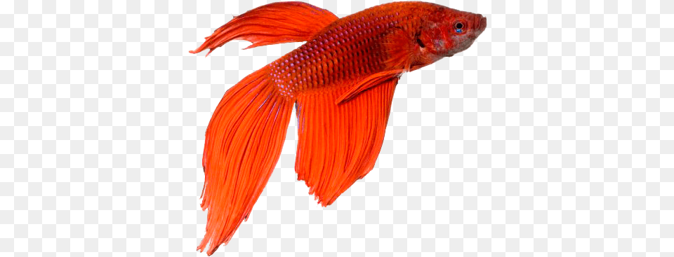 Betta Fish, Animal, Sea Life, Goldfish Free Transparent Png