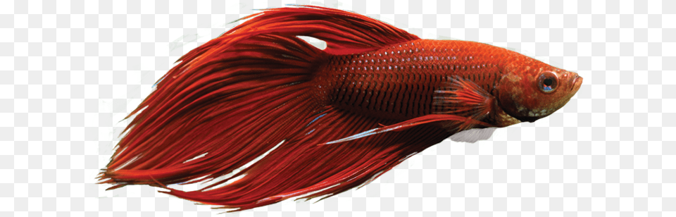Betta Fish Google Search Red Betta Fish, Animal, Sea Life, Goldfish Free Transparent Png