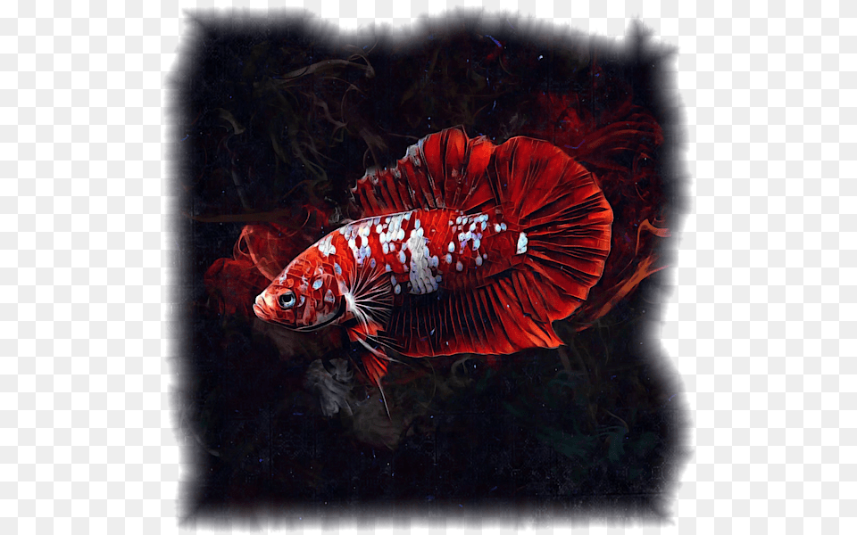 Betta Fish Super Red, Water, Aquatic, Sea Life, Animal Png Image