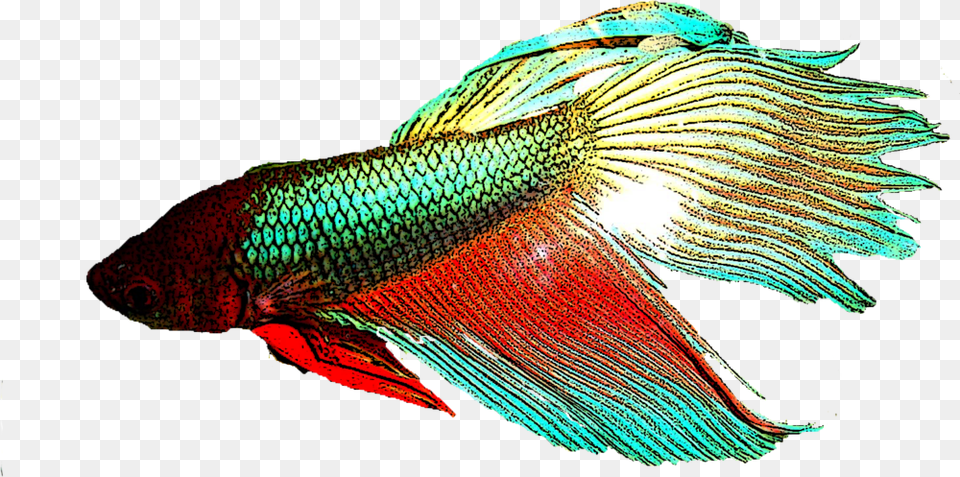 Betta Fish Background, Animal, Sea Life Free Transparent Png