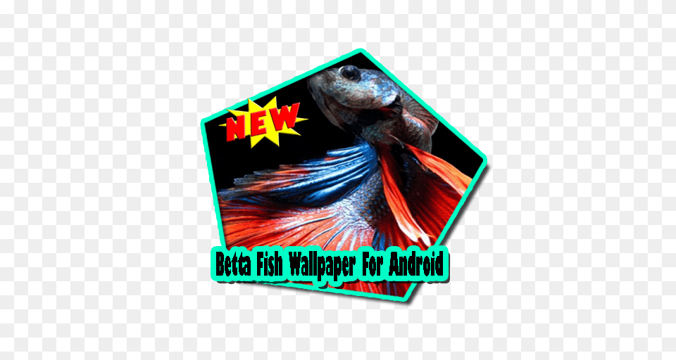 Betta Fish Wallpaper For Android Apk, Animal, Sea Life, Reptile, Tortoise Free Png Download