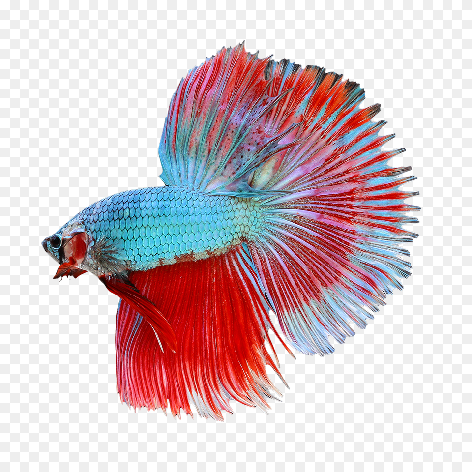 Betta Image, Animal, Fish, Sea Life Png