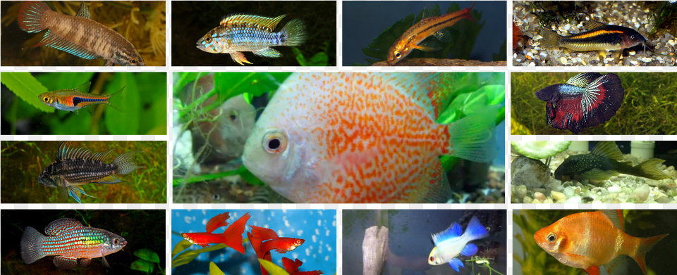 Betta Imbellis Female Coral Reef Fish, Animal, Aquatic, Art, Collage Free Png Download
