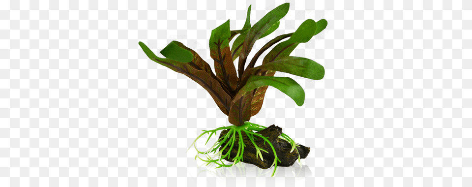 Bettacare Betta Plant Small Cryptocoryne Aquarium, Leaf, Moss, Potted Plant, Flower Png