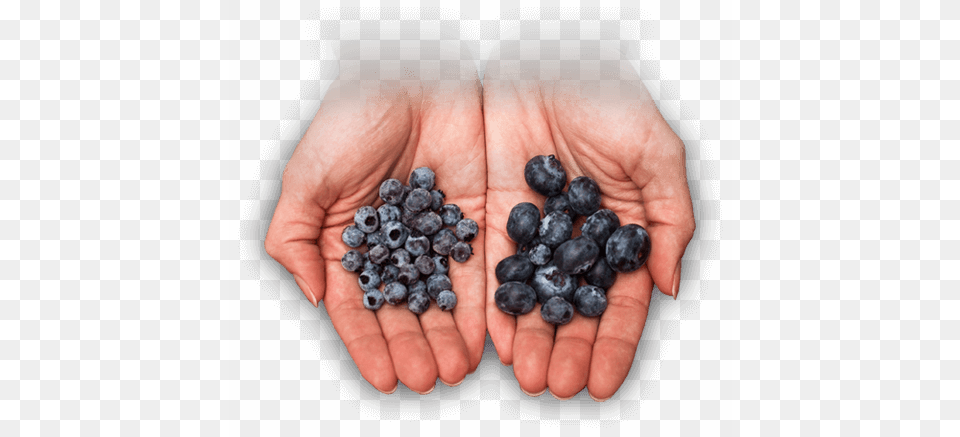 Better Bb Hands Wild Blueberries Vs Blueberries, Berry, Blueberry, Food, Fruit Free Png Download
