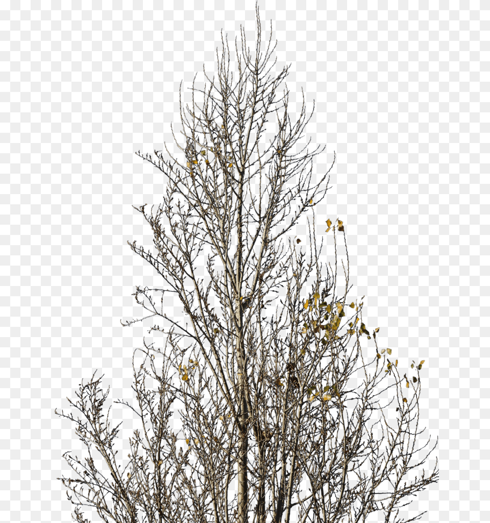 Betula Nigra Winter, Frost, Ice, Nature, Outdoors Png Image