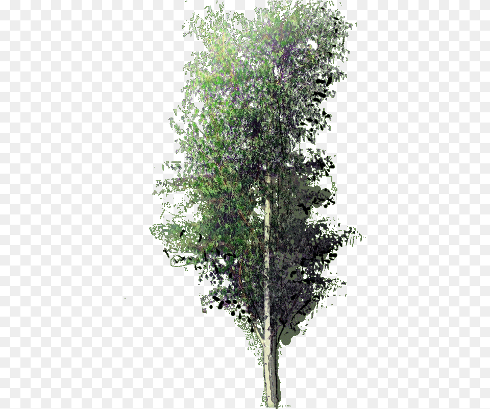 Betula Pendula Fastigata W 23 Jan Ulmus Alata, Plant, Tree, Birch, Vegetation Free Transparent Png