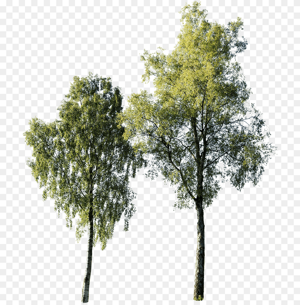 Betula Pendula Tree Photoshop Landscape Tree Cut Out Betula, Vegetation, Tree Trunk, Plant, Oak Free Png