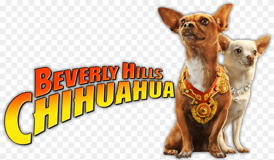 Beverly Hills Chihuahua Image Clipart Download, Animal, Canine, Dog, Mammal Png