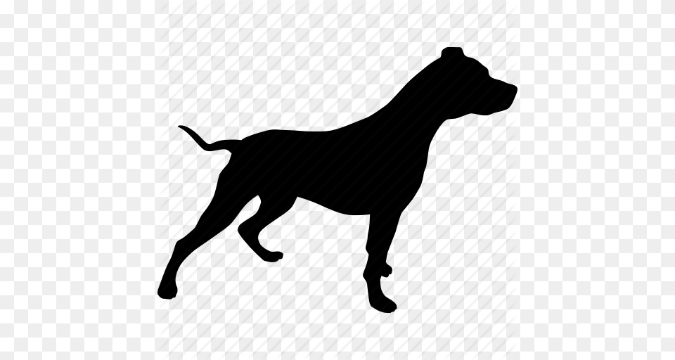 Beware Bull Canine Dog Pet Pit Pitbull Icon, Silhouette, Animal, Mammal, Pointer Png Image