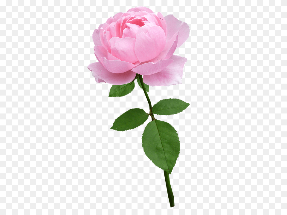 Beware The Hidden Message In Your Valentines Day Flowers Flower, Plant, Rose, Petal Free Transparent Png