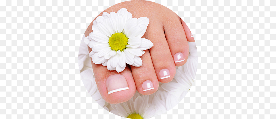 Beyond Beauty Pedicures 12quotw X 18quoth Store Nails Retail Beauty Salon, Nail, Body Part, Daisy, Flower Png Image