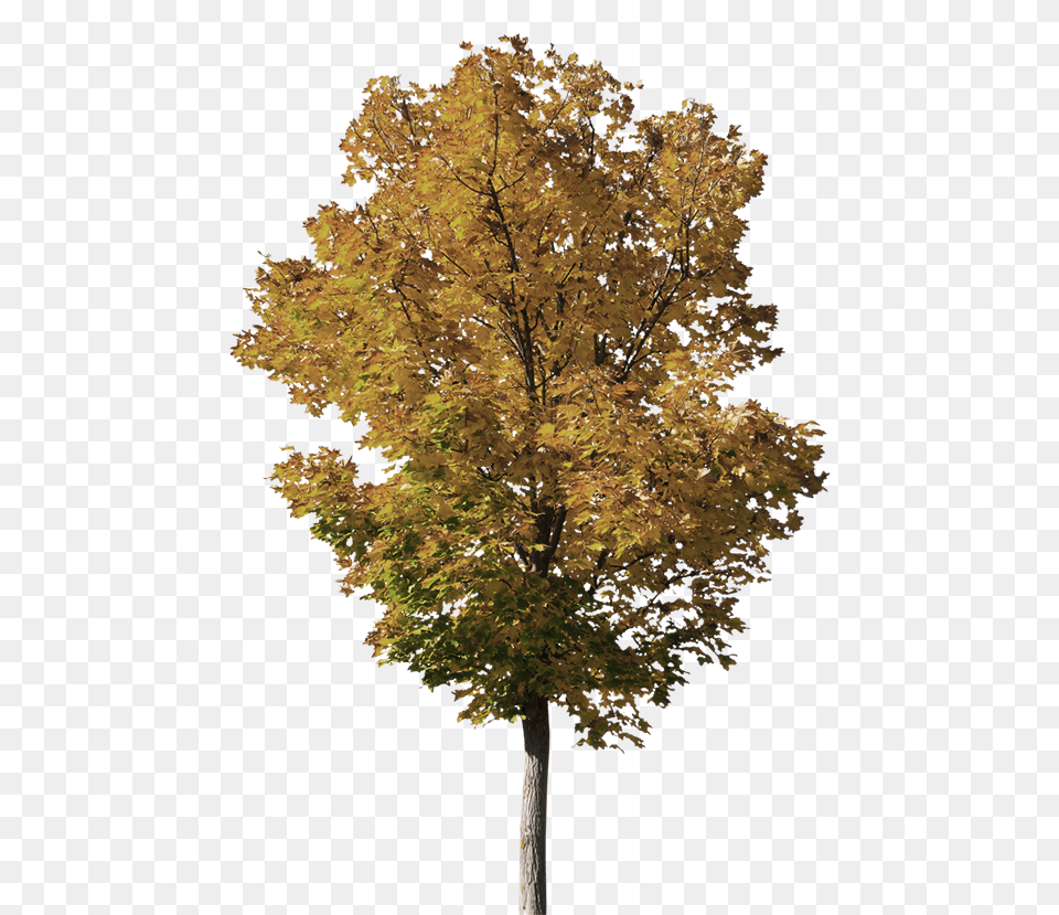 Bg Gambel Oak, Maple, Plant, Tree, Leaf Png