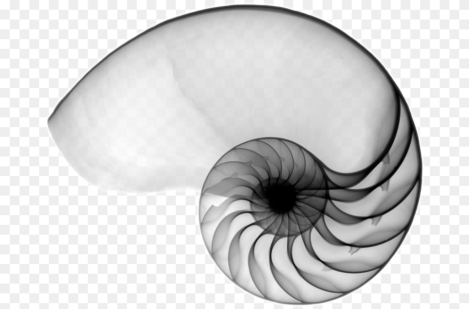 Bg Marca Simbolo Fibonacci, Animal, Invertebrate, Sea Life, Seashell Free Png