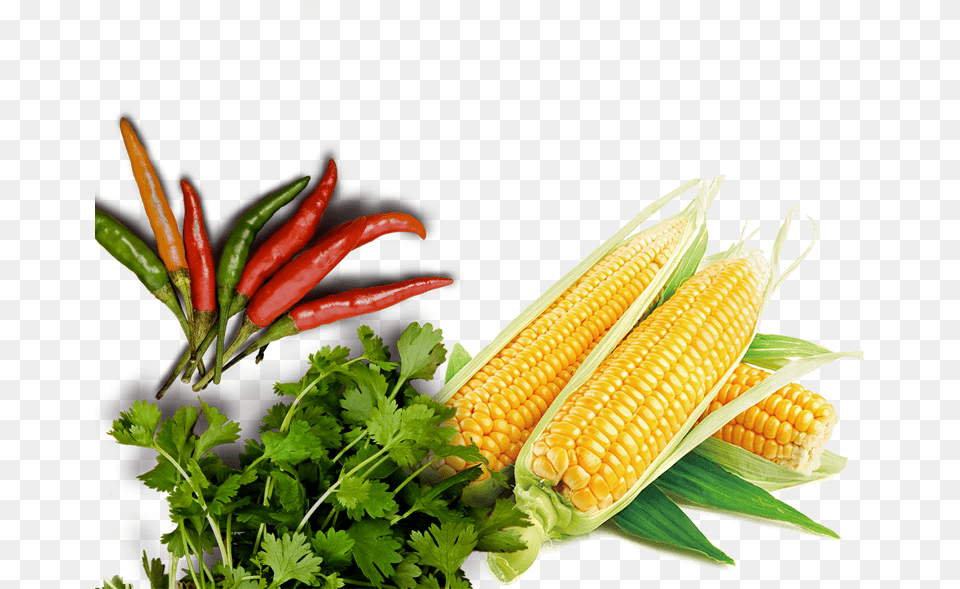 Bg Web Mobile Bottom Maize, Herbs, Plant, Food, Produce Free Png