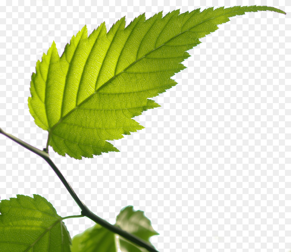 Bgtransp L Kerria Japonica Leaf Ulmus Alata, Plant, Tree Png Image