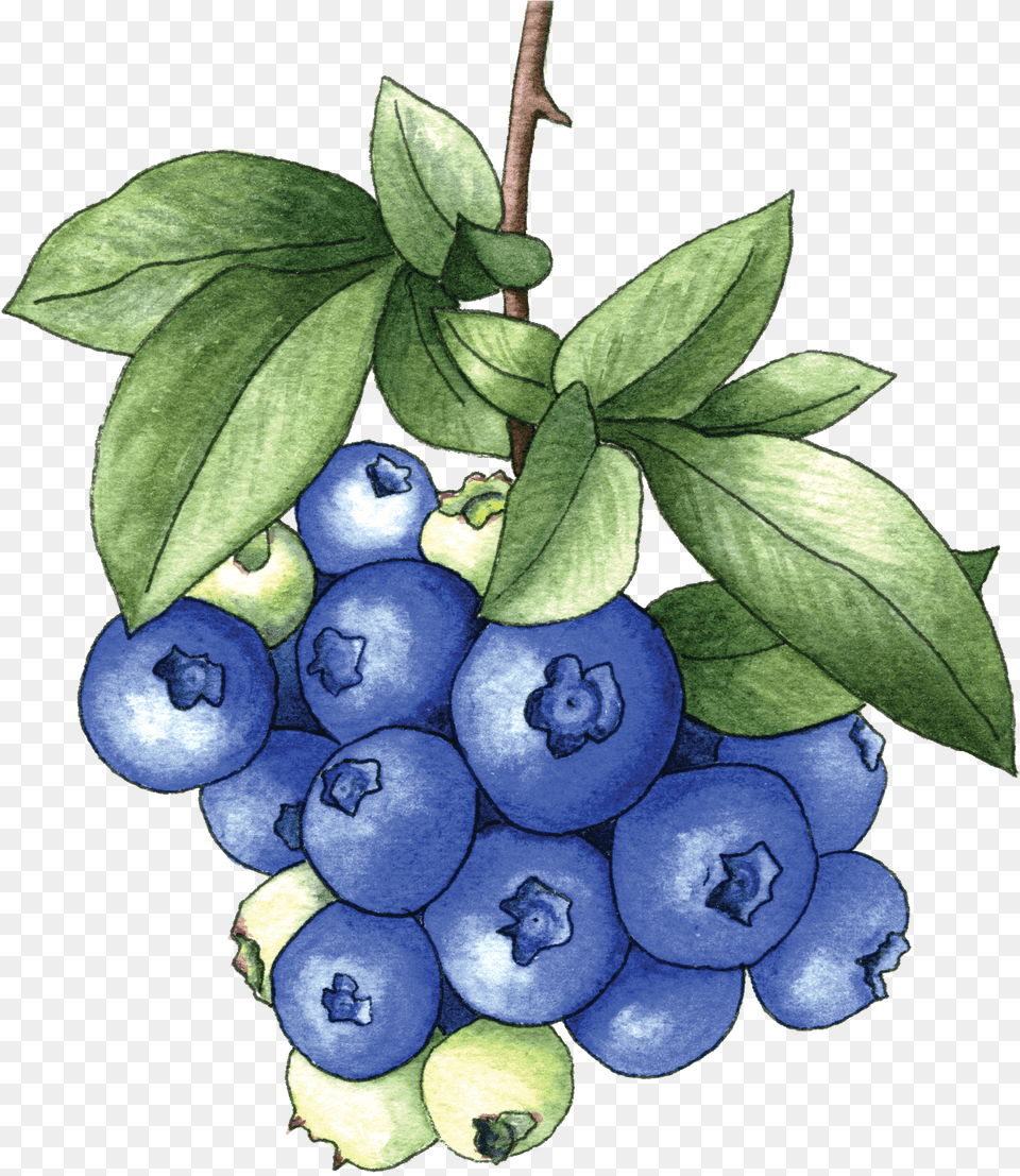 Bh Blueberries Berkeley Horticultural Nursery Berkeley Blueberry On Bush Transparent, Berry, Food, Fruit, Plant Png Image
