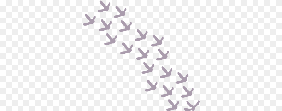 Bhlogofinal Calligraphy, Animal, Flock, Bird, Flying Free Transparent Png