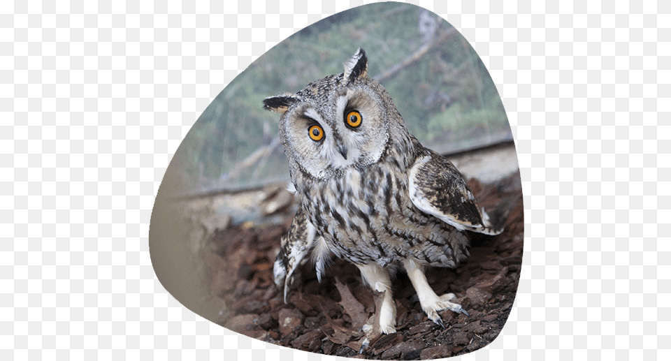Bho Chico Long Eared Owl, Animal, Beak, Bird Free Png Download
