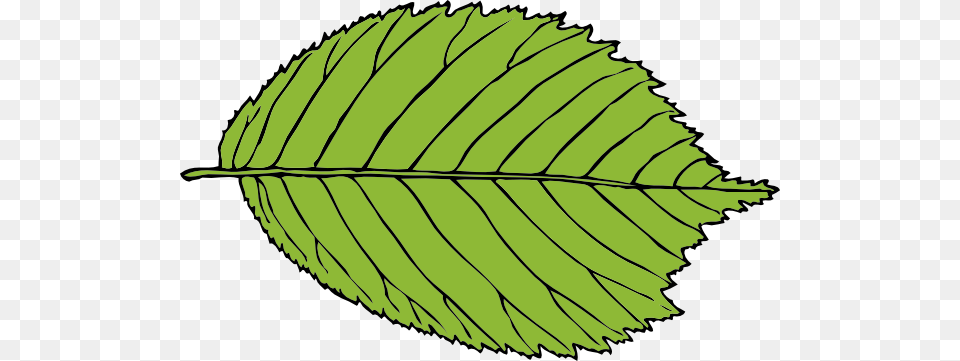 Bi Serrate Leaf Clip Art, Plant, Ammunition, Grenade, Weapon Png