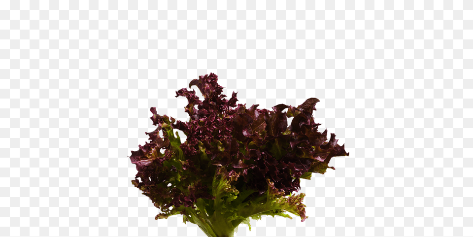 Bibb Lettuce Seedpods U2013 Dn Flower, Food, Plant, Produce, Vegetable Free Png Download