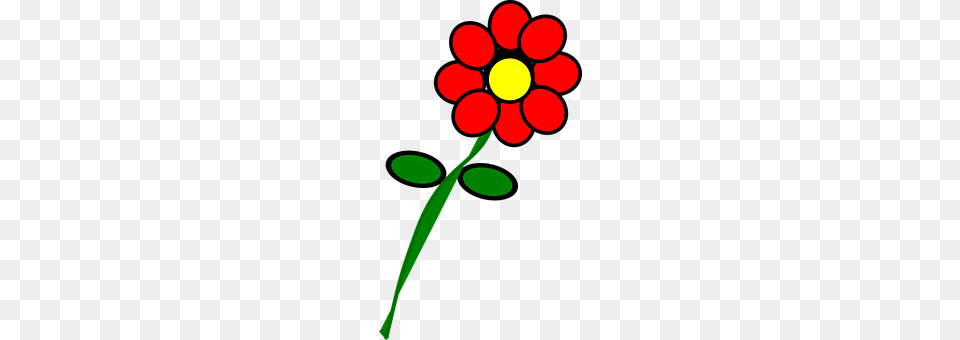 Bible Daisy, Flower, Petal, Plant Free Png