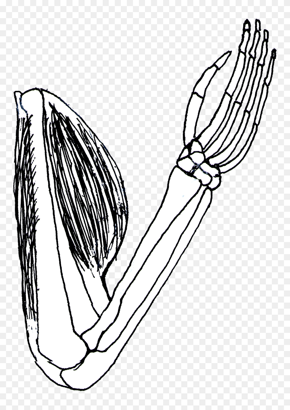 Bicep Images, Cutlery, Art, Fork, Drawing Png