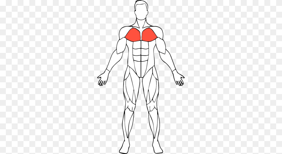 Biceps Drawing Male Arm Muscle Muscle, Adult, Man, Person Png