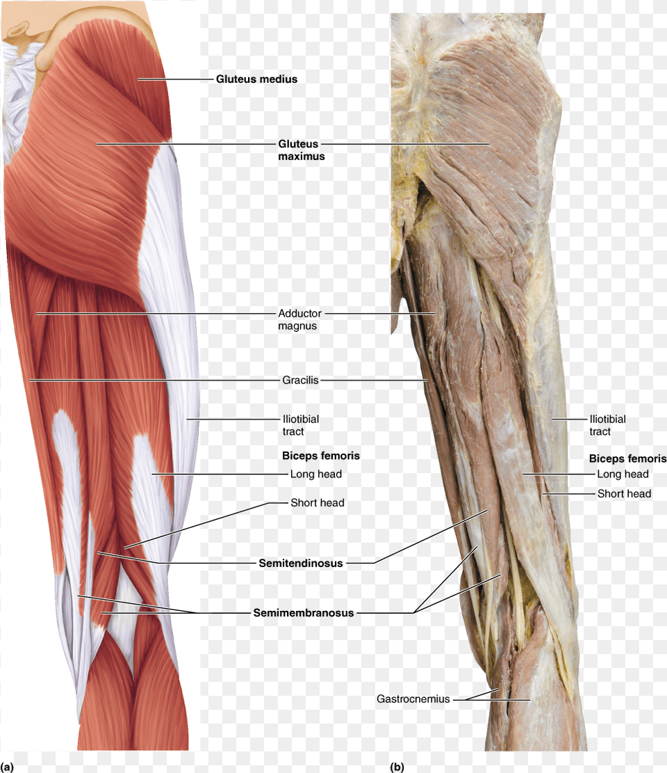 Biceps Femoris Adductor Magnus, Body Part, Face, Head, Neck Png Image