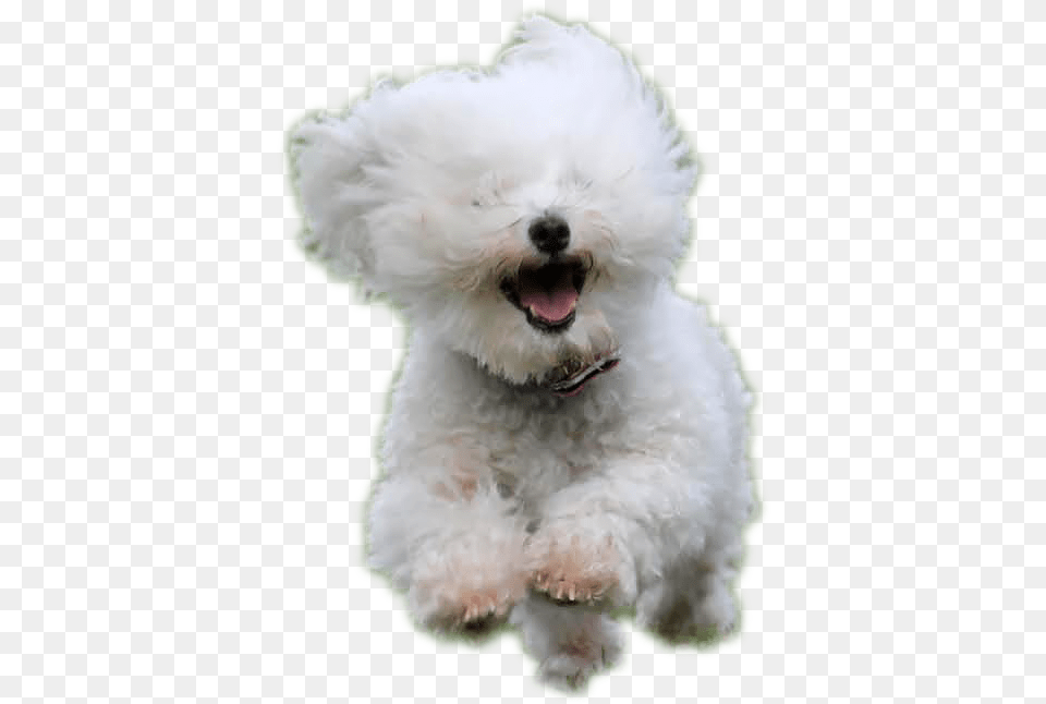 Bichon Frise, Animal, Canine, Dog, Mammal Free Transparent Png