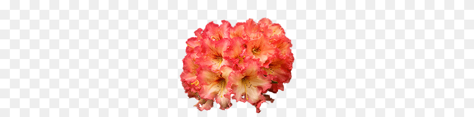 Bicoloured Rhododendron, Flower, Geranium, Petal, Plant Free Png Download
