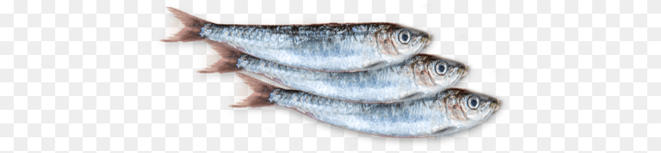 Bien Choisir Les Sardines Sardine, Animal, Fish, Herring, Sea Life Png