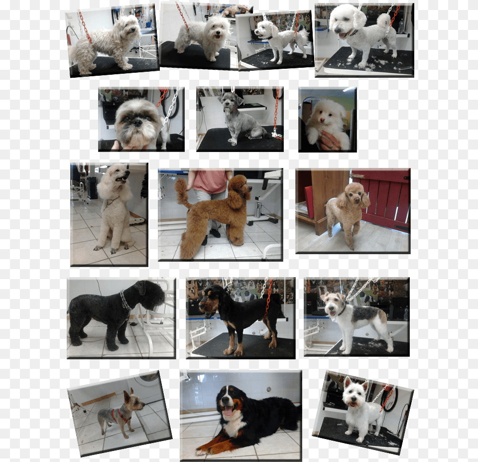 Bien Etre Canin Page2 Companion Dog, Art, Collage, Animal, Canine Png