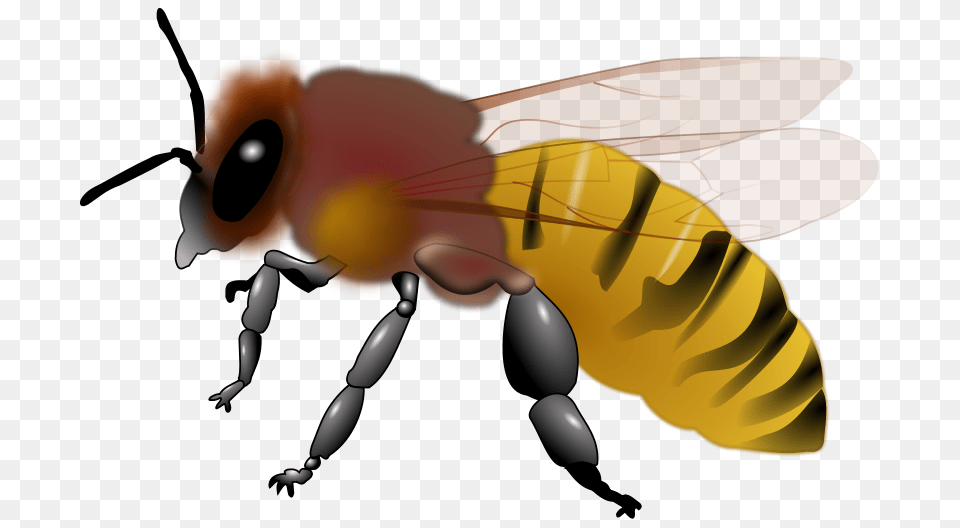Biene, Animal, Bee, Honey Bee, Insect Free Png