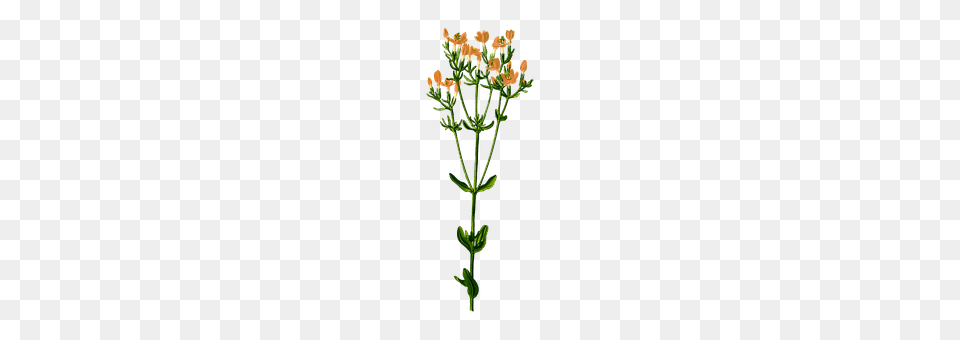 Biennial Plant, Flower, Leaf, Herbs Free Png