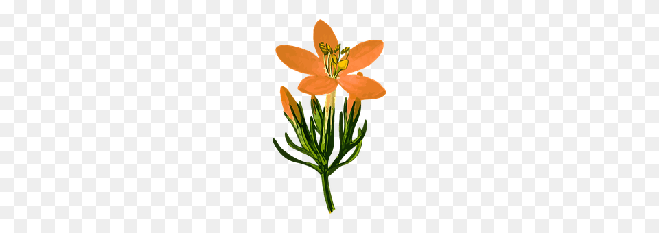 Biennial Anther, Flower, Plant, Lily Png