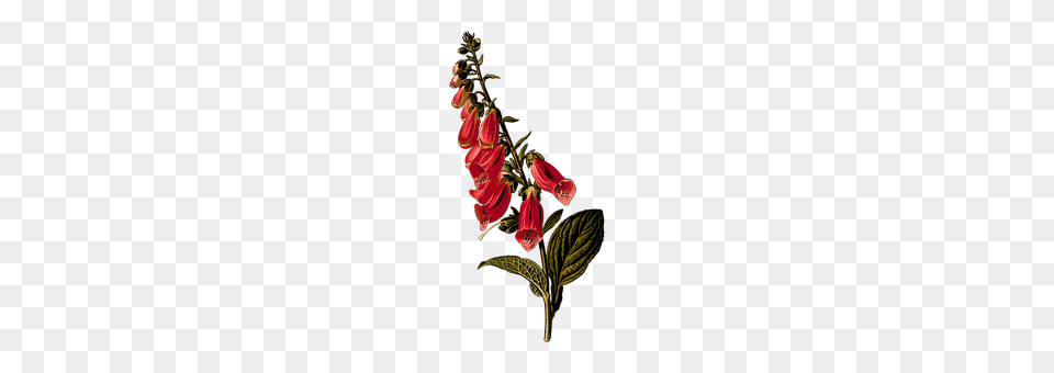 Biennial Flower, Plant, Petal, Foxglove Png