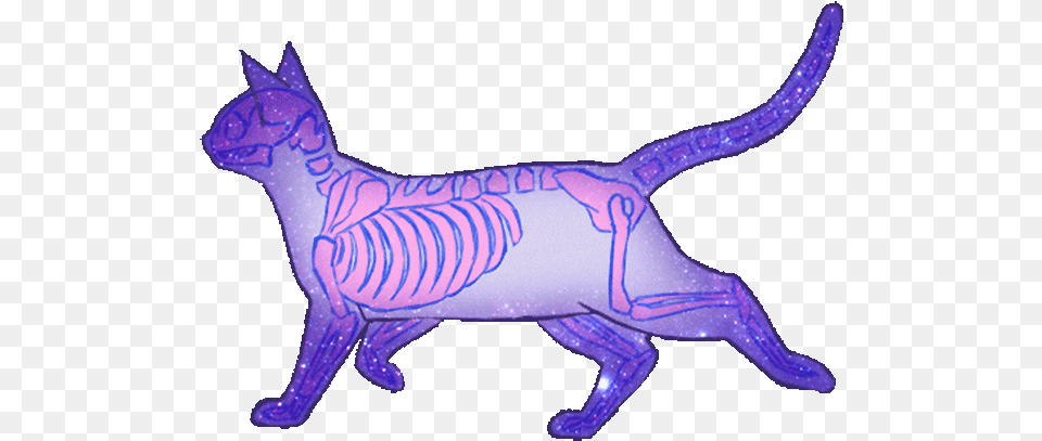 Bienvenidos Gatos Gif, Purple, Animal, Cat, Egyptian Cat Free Png Download