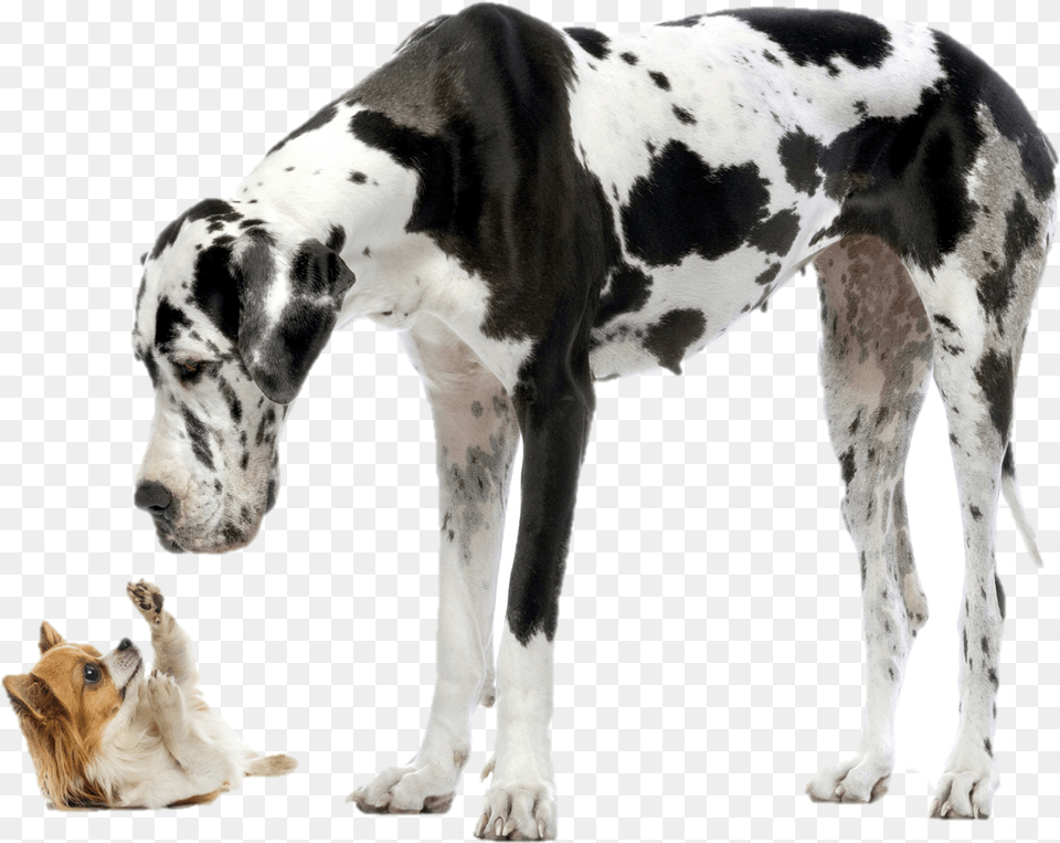 Big And Small Dog, Animal, Canine, Great Dane, Mammal Free Transparent Png