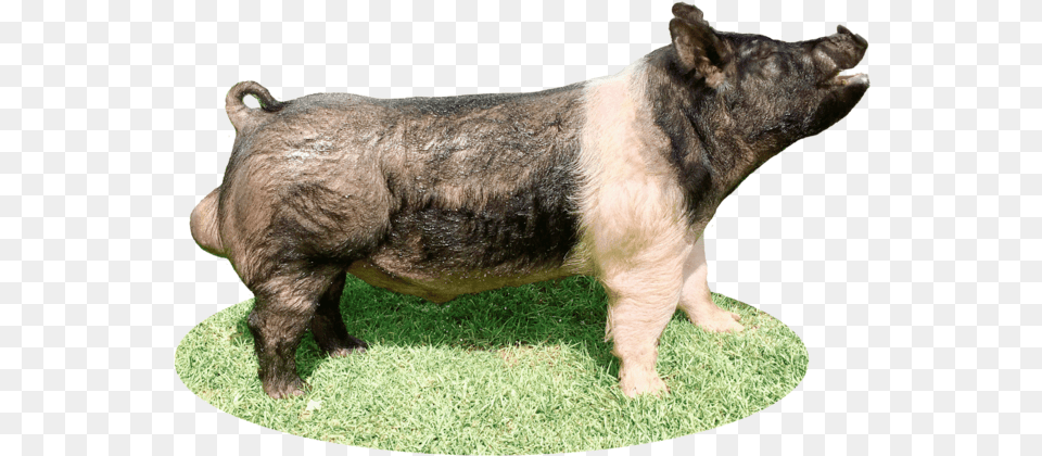 Big Apple Semen, Animal, Boar, Hog, Mammal Free Transparent Png