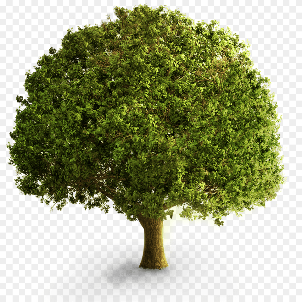 Big Arbre2 Tree Front View, Oak, Plant, Sycamore, Tree Trunk Free Transparent Png