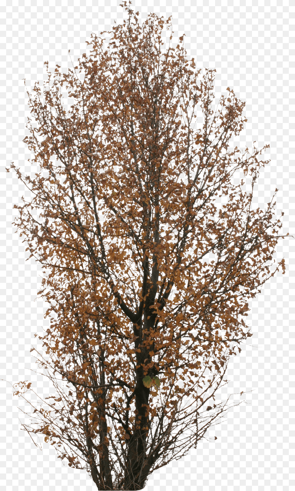 Big Autumn Tree Autumn Trees Free Png