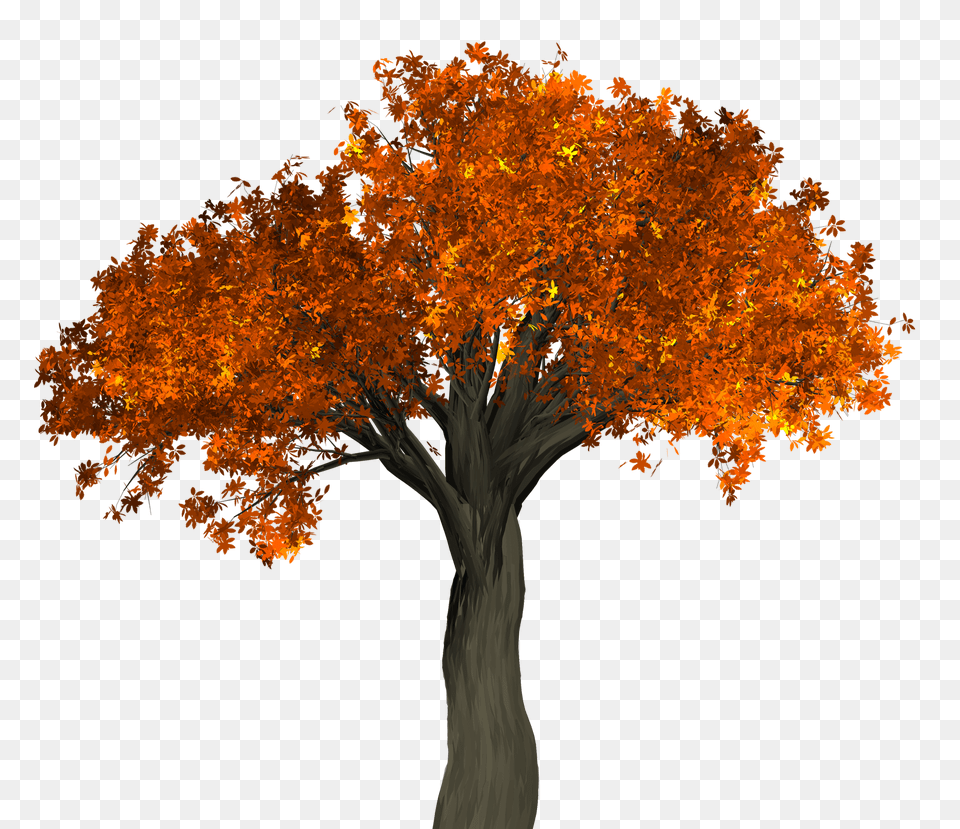 Big Autumn Tree Image Transparent Background Orange Tree, Leaf, Maple, Plant, Tree Trunk Free Png