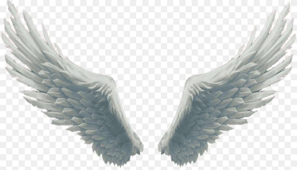 Big Beautiful White Fluffy Wings Angelwings Angel, Animal, Bird Free Png Download