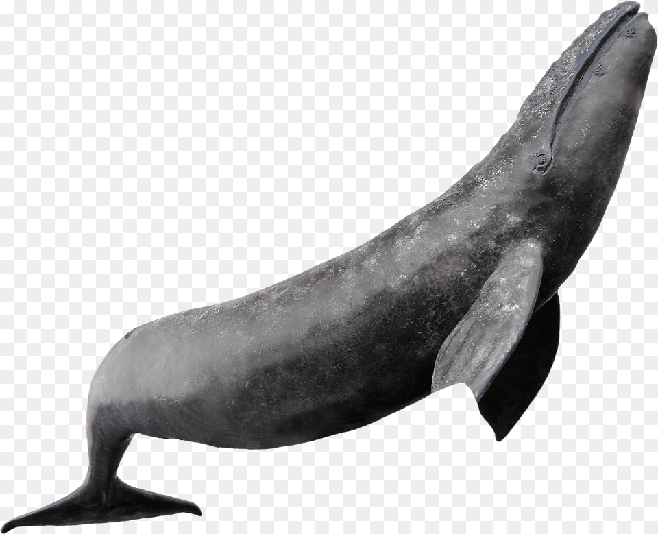 Big Bigger Biggest Hardcover, Animal, Mammal, Sea Life, Whale Png