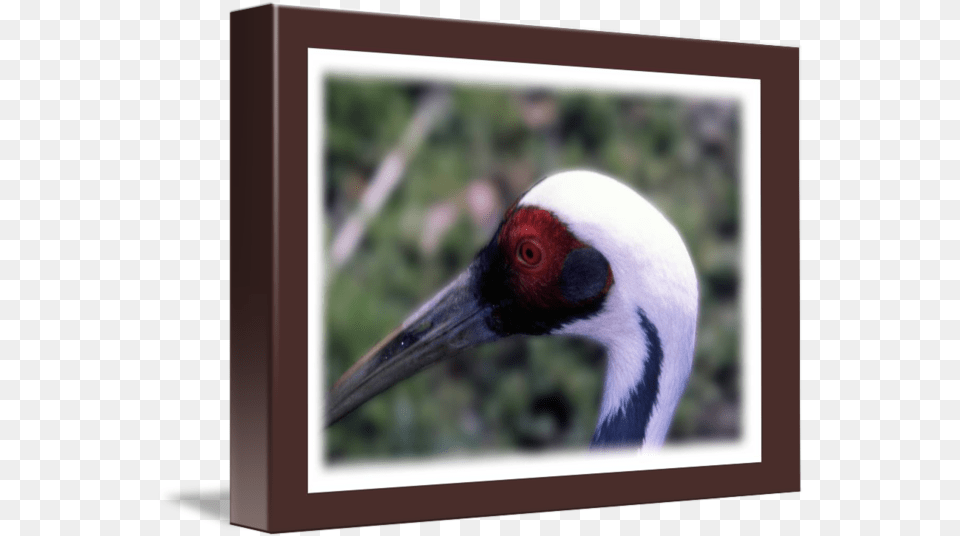 Big Bird By Frank Reginella Picture Frame, Animal, Waterfowl, Crane Bird, Beak Free Png Download